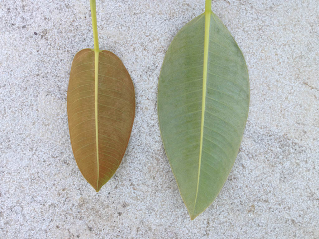 Ficus macrophylla subsp. columnaris o  Ficus elastica ?!